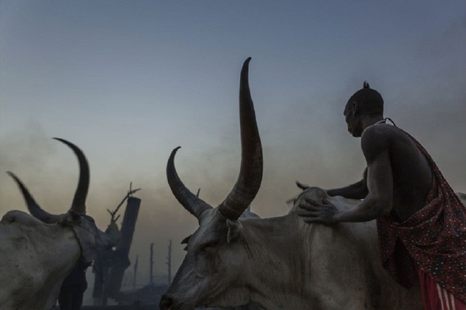 
Bò Ankole-Watusi là một trong những loài động vật được nuông chiều nhất thế giới. Ông Zaidi cho biết, người dân Mundari thường mát xa cho chúng hai lần mỗi ngày.Bò Ankole-Watusi được xem là một dạng tiền tệ, một biểu tượng cho địa vị và là của hồi môn của một gia đình. Kể từ khi nội chiến kết thúc, hàng nghìn đàn ông đã trở lại Nam Sudan để tìm vợ, khiến giá cô dâu tăng cao. Những con bò Ankole-Watusi cũng theo đó trở nên đắt giá hơn nhưng những đợt tấn công nhằm vào đàn bò cũng phổ biến hơn, ông Zaidi cho biết.

