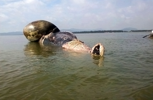 Xác con cá voi này đã bị phân hủy mạnh, bốc mùi và có kích thước nhỏ hơn nên nhiều người xác định đây là một con khác bị chết