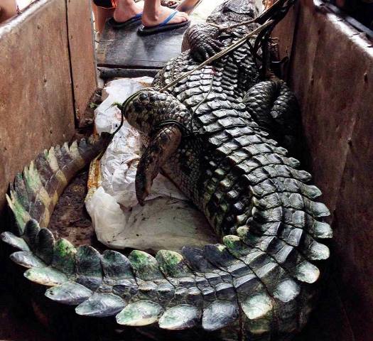 
Con cá sấu bắt được nặng hơn 70kg khiến nhiều người dân sống quanh khu vực trên lo lắng.
