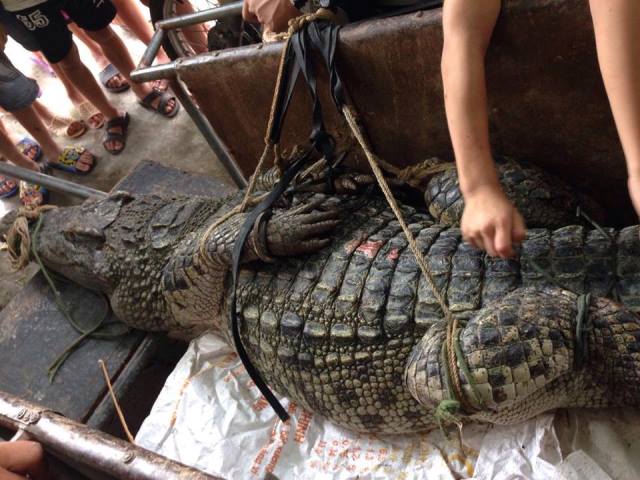 
Chiếc thùng xe kéo không đủ dài để đặt con cá sấu nặng hơn 70 kg dài gần 3 mét.
