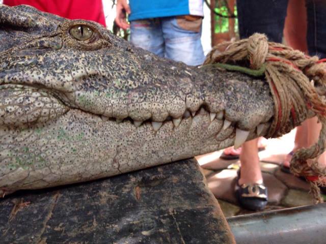 
Việc bắt được con cá sấu thu hút sự chú ý của nhiều người dân địa phương.
