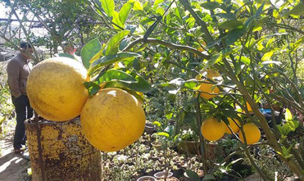 
Dịp Tết năm 2015, trên địa bàn TP.Đà Lạt có gần 10 hộ dân trồng được giống chanh cho trái khổng lồ: Trọng lượng mỗi trái trung bình 3kg, có trái lên đến 7kg. Mỗi cây cho trung bình 30 quả.

