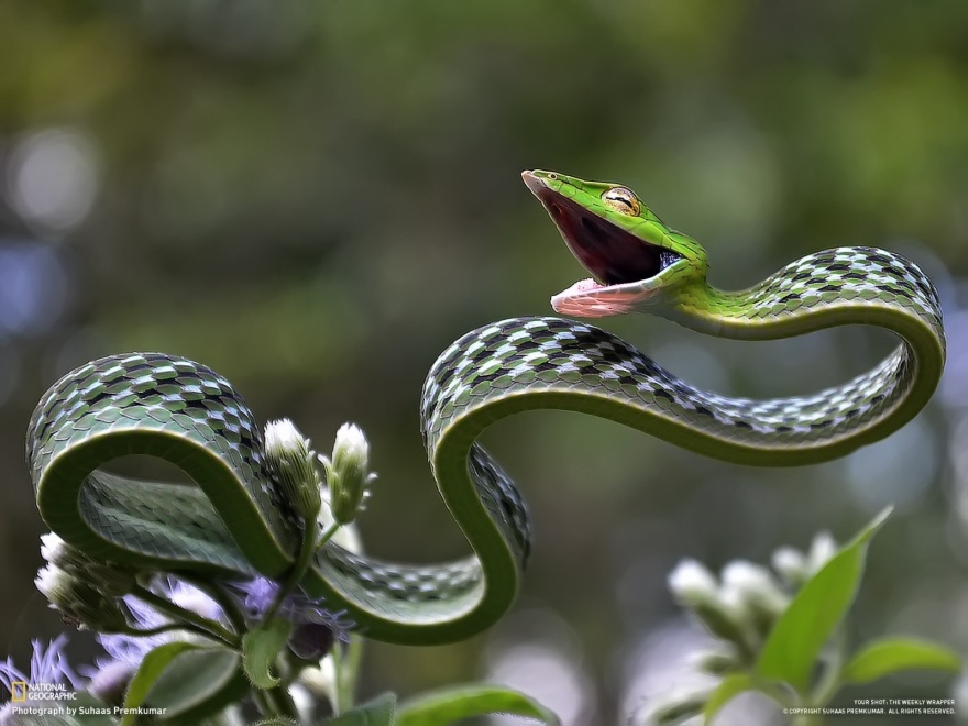 
14. Con rắn vui vẻ nhất thế giới.
