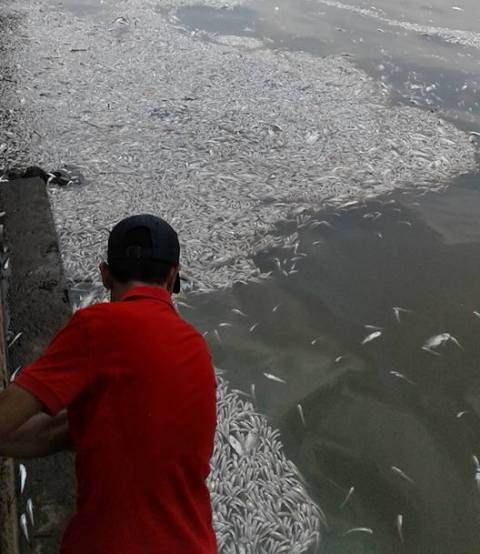 
Hình ảnh cá chết nổi trăng mặt nước hồ Tây tại khu vực gần đường Trích Sài và Nguyễn Đình Thi (quận Tây Hồ) sáng 2/10. Ảnh: Tiến Dũng
