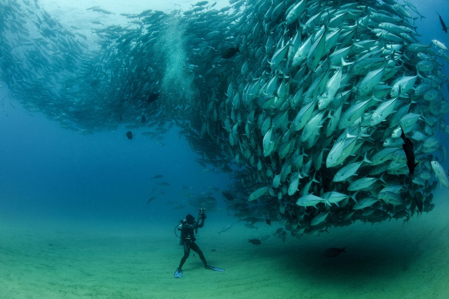 
15. Khoảnh khắc vàng khi anh chàng thợ lặn một mình đối mặt với đàn cá cả nghìn con.
