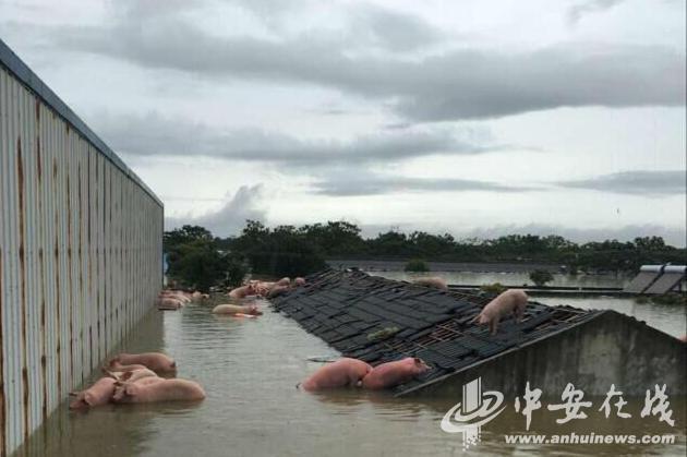 
Những chú lợn tìm chỗ trú trên nóc nhà.
