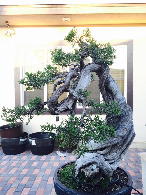
Để có được một cây bonsai đẹp, chủ vườn không chỉ đầu tư tiền bạc mà còn phải có kiến thức chuyên sâu, tỉ mỉ chăm sóc, tạo dáng, tỉa cành.
