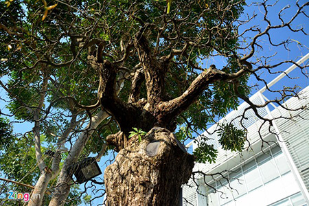 Thân cây sần sùi bởi tuổi đời đã gần 300 năm, các tán đang bắt đầu ra lá non.