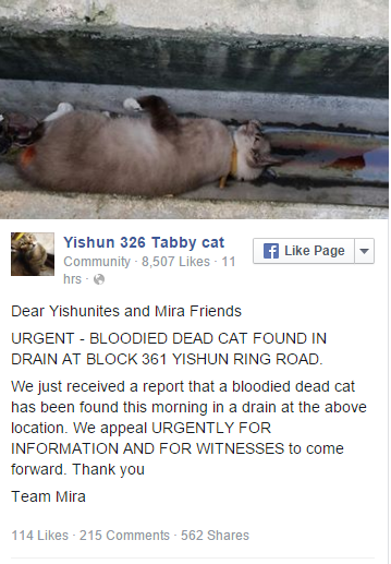 Tổ chức y&ecirc;u động vật c&oacute; t&ecirc;n Yishun 326 Tabby Cat đ&atilde; đăng tải th&ocirc;ng tin về sự việc.