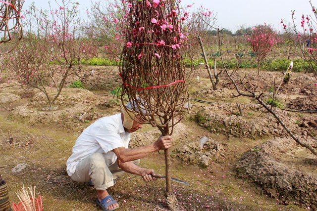 Tại vườn đào Yên Hải, vợ chồng ông Trần Văn Yên cắt những cành đẹp nhất để bán tại chợ hoa Quảng Bá.