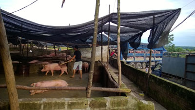 
Một trại tập trung lợn chờ xuất sang Trung Quốc ở Km 20, xã Quảng Nghĩa, TP. Móng Cái.
