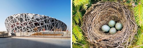 
Sân vận động quốc gia Bắc Kinh (Trung Quốc) còn được gọi là sân tổ chim bởi hình dáng kiến trúc của nó.
