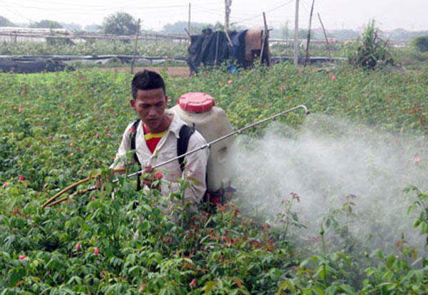 
Phun thuốc trừ sâu không đảm bảo các qui định về an toàn lao động, có trường hợp người lao động bị ngộ độc cấp.
