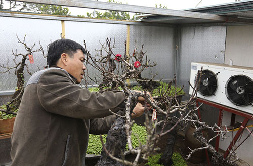 
Hơn 20 năm làm nghề trồng đào, ông Lê Hàm là một trong số ít người ở Nhật Tân trồng thành công đào Thất Thốn và cho ra hoa đúng dịp Tết.
