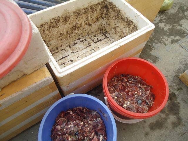 
Các loại rác đều được tận dụng để ủ phân hữu cơ bón rau (ảnh Hoàng Hương)
