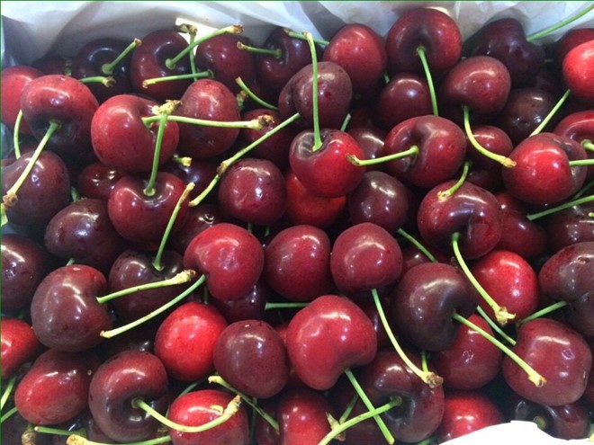
Chi số tiền lớn để mua 1 kg cherry, nhưng người tiêu dùng không thể xác định được nguồn gốc, xuất xứ của loại quả này.
