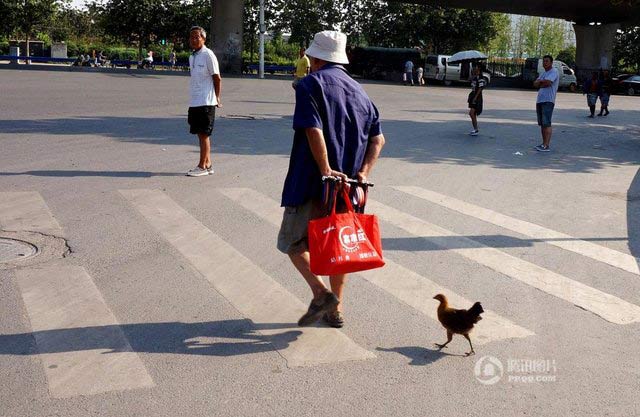 
&Ocirc;ng l&atilde;o cho biết, ch&uacute; g&agrave; con n&agrave;y l&agrave; một người bạn đồng h&agrave;nh tuyệt vời v&igrave; mỗi khi &ocirc;ng đi bộ, n&oacute; đều đi theo sau v&agrave; bắt sạch muỗi, Tencent đưa tin.
