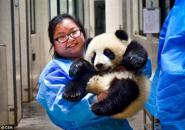 
Mei Yan có nhiệm vụ chăm sóc thêm 9 chú gấu trúc con trong năm nay.
