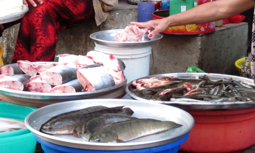 
Cá nước ngọt tăng giá từ 5.000 đến 10.000 đồng một kg. Ảnh: Hồng Châu.
