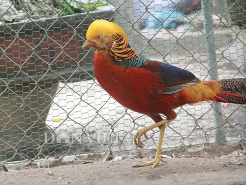 
Chú chim này chỉ nặng khoảng 0,6 – 0,7kg, song có giá tới 22 triệu đồng, tương đương 1kg có giá lên tới gần 40 triệu đồng.
