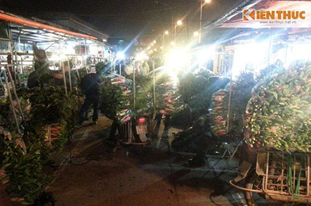 
Cảnh xe thồ nườm nượp chở hoa ly tới bán tại chợ hoa Quảng An, trong khi người mua rất thưa thớt.
