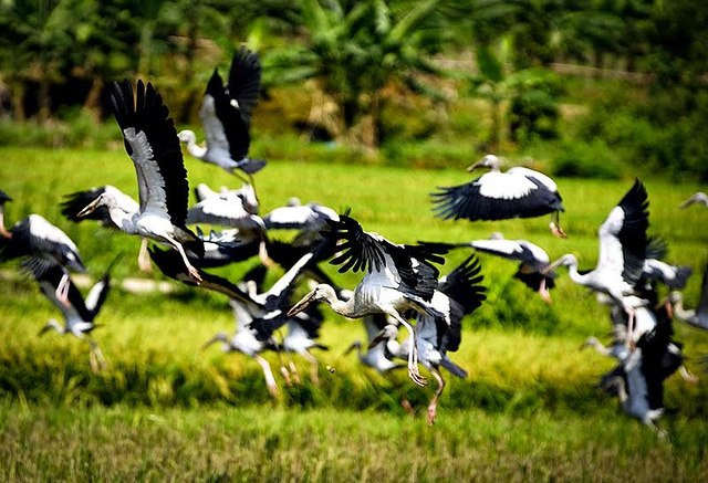 Cận cảnh đàn chim lạ xuất hiện ở Lào Cai.
