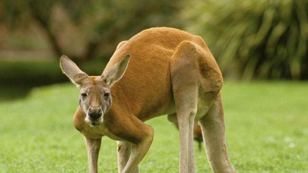 
Chuột túi là loài vật biểu tượng của Australia. Ảnh: Thinkstock
