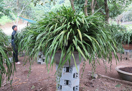 
Theo nhà vườn ở trên Sapa, những chậu lan Trần Mộng khủng đã cháy hàng, chỉ còn lại những chậu lan có giá dưới 50 triệu đồng
