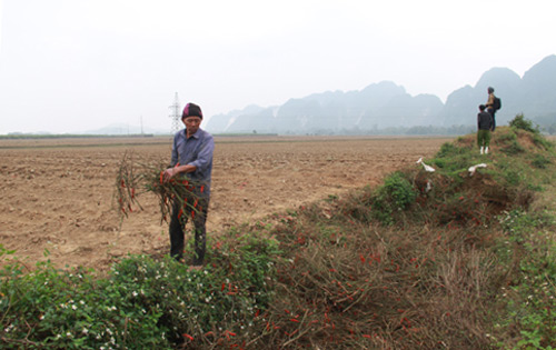 Nhiều hộ dân đã quyết định phá ớt để trồng cây hoa màu khác. Ảnh: Khánh Thành