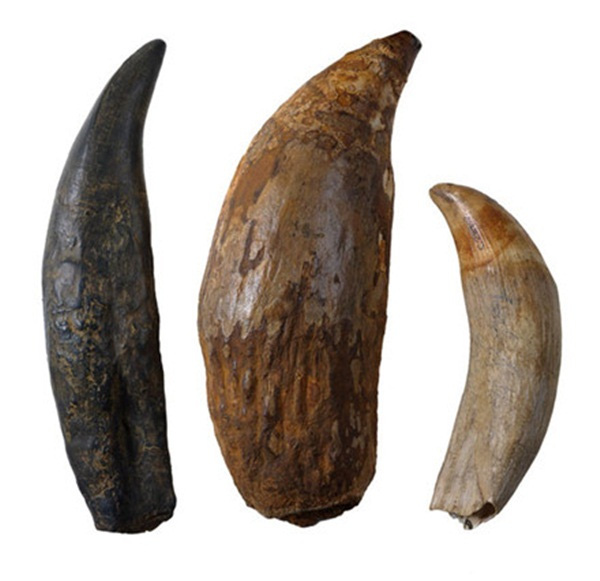 
Ở giữa là chiếc răng được Orr tìm thấy, bên phải là răng cá nhà táng hiện nay, còn bên trái là răng Khủng long bạo chúa
