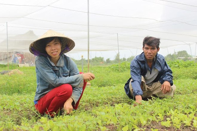 
Anh Tư và chị Đào dành không dưới 12 tiếng mỗi ngày để chăm sóc vườn rau. Ảnh: Phạm Oanh
