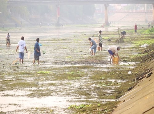 
Người dân Thái Lan vớt cá chết trên sông Nam Wang. Nguồn: TL
