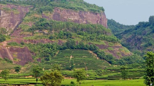 
Khắp tỉnh Phúc Kiến, du khách sẽ bắt gặp nhiều ruộng chè bậc thang trên núi.
