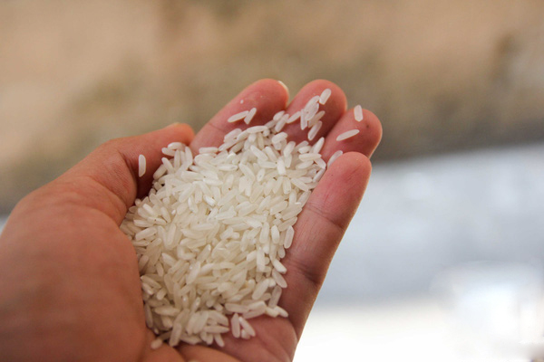 
Bằng mắt thường, loại gạo này tương tự như nhiều gạo khác.

