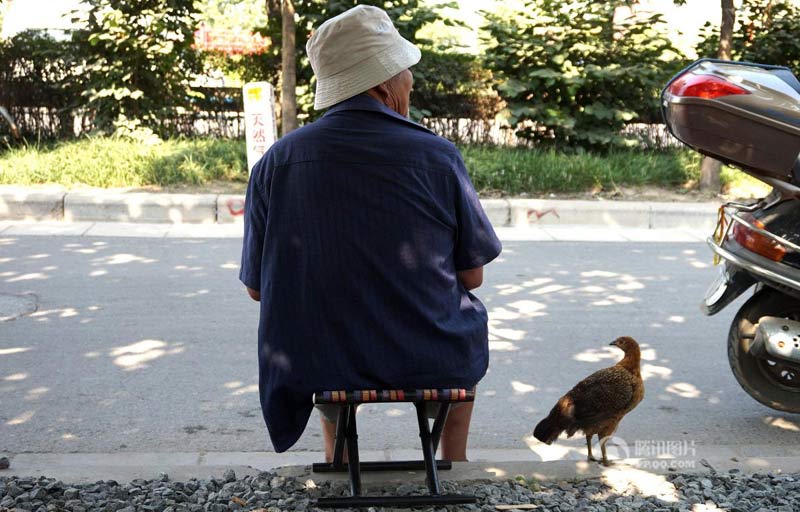 
Tuy nhi&ecirc;n, ch&uacute; g&agrave; c&oacute; vẻ kh&ocirc;ng coi &ocirc;ng l&atilde;o l&agrave; bạn m&agrave; l&agrave; một người mẹ. Theo c&aacute;c nh&agrave; động vật học, những con vật mới ch&agrave;o đời thường coi người đầu ti&ecirc;n ch&uacute;ng nh&igrave;n thấy l&agrave; người th&acirc;n.
