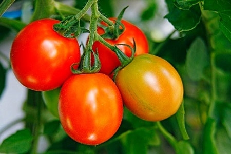 Cà chua chín tự nhiên thường không có màu đồng đều