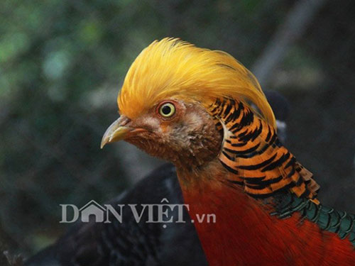 
Chú chim trĩ 9 màu này có giá nghìn đô bởi hội tụ đủ các yếu tố 9 màu, đầu vàng, mỏ vàng và chân vàng, thuộc dạng “hiếm có khó tìm”.
