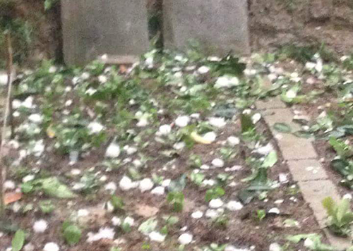 Mưa đá làm dập nát hoa màu. Ảnh: Đài Tuyên Quang.