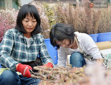 Do hoa anh đào chỉ nở và bền trong thời gian khá ngắn, đòi hỏi công tác chuẩn bị để cắm hoa khá cẩn thận.