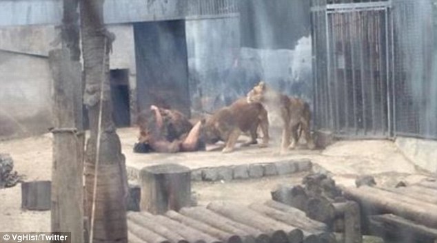 
Khung cảnh đáng sợ như trong các bộ phim kinh dị khi người đàn ông bị ba con sư tử chơi đùa.
