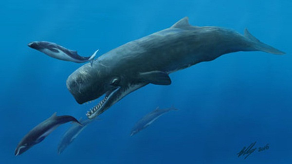 
Hình ảnh con cá nhà táng cổ đại được tái tạo lại.
