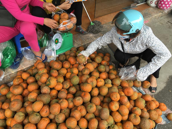 
Cam Hà Giang, Tuyên Quang đã hết mùa nhưng vẫn được bày bán tràn lan tại các chợ ở Hà Nội
