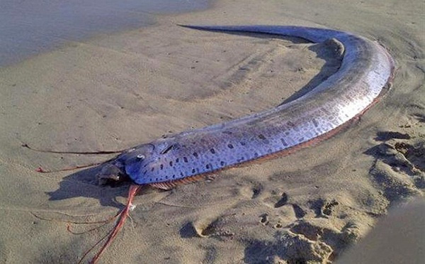 
Oarfish có ngoại hình giống như sợi ruy-băng, phần thân ngang khá mỏng cùng vây lưng chạy dọc theo toàn bộ chiều dài thân. Chính bởi chiều dài khủng cùng phần vây đỏ đặc biệt nên nhiều người gọi loài cá này là rắn biển khổng lồ, hay rồng biển.
