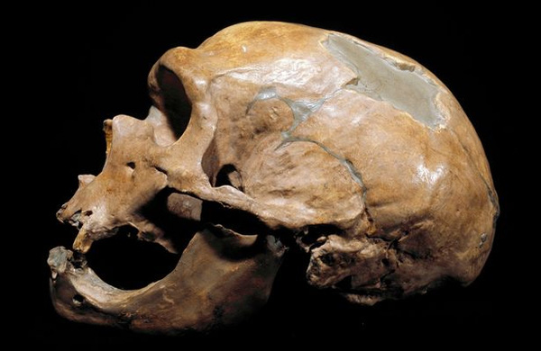 
Không chỉ ăn thịt người, người Neanderthal còn sử dụng xương người làm công cụ.
