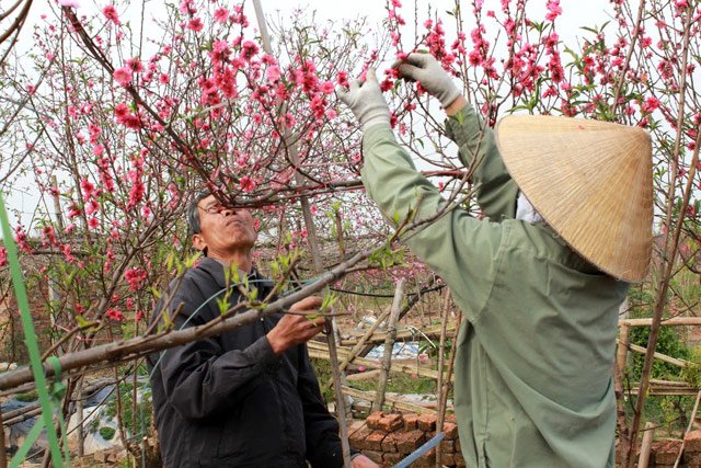 Nhiều khách vẫn tìm tới vườn đào nhà anh Trần Văn Thanh để mua những cành đào, cây đẹp còn sót lại để chơi Tết.