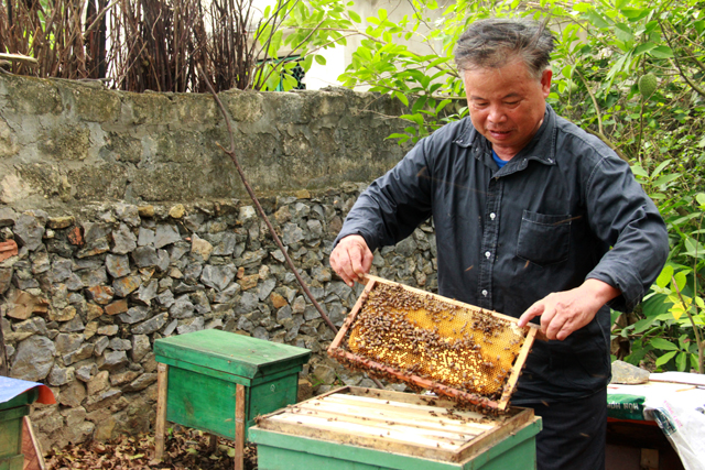 
Người cựu chiến binh này tỉ mỉ chăm sóc và theo dõi những đàn ong của mình mỗi ngày. Ảnh: Phan Ngọc
