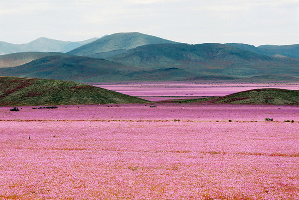 
Hoang mạc Atacama luôn nằm trong danh sách những nơi khô hạn nhất hành tinh, thế nhưng vào tháng 3/2015, một trận mưa lớn đã gây lũ lụt khiến 30 người thiệt mạng và nhiều nhà cửa bị cuốn trôi. Bên cạnh thảm họa đáng buồn, thì cơn mưa cũng khiến cho rừng hoa cẩm quỳ bất ngờ nở rộ trên mảnh đất khô cằn, tạo nên khung cảnh tuyệt đẹp hiếm có.
