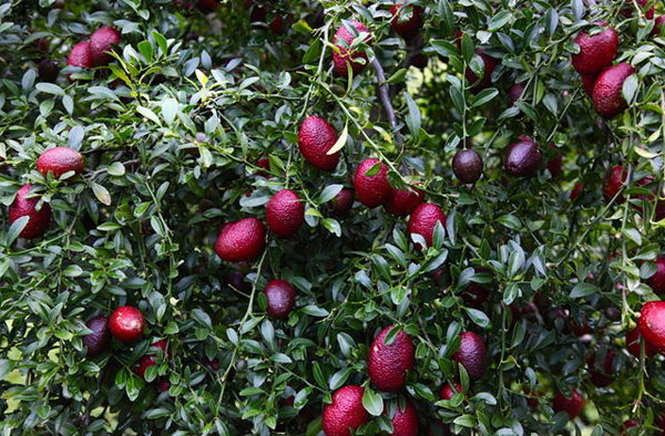 
Chanh đỏ hay còn gọi là chanh máu có tên gọi Red Lime hoặc Blood Lime được trồng nhiều, cho năng suất cao và đem lại giá trị kinh tế lớn ở Úc. Giống chanh có màu sắc rực đỏ, đẹp mắt này được lai giữa chanh ngón tay đỏ (red finger lime) có nguồn gốc từ Úc và một loại quýt lai. Chanh đỏ được nhiều người ưa dùng vì vừa đẹp lại vừa thơm, ngon.
