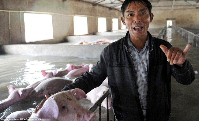 
Hiện, ông Li đang hy vọng rằng có thể sang tay ngay những chú lợn này cho một công ty nào đó trước khi quá muộn.
