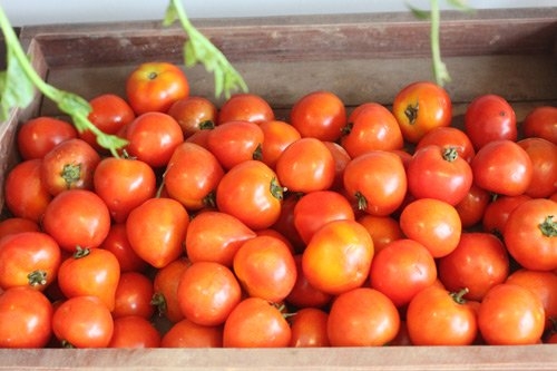 Những quả cà chua không hóa chất, không phân hóa học tại cửa hàng của Thùy Linh